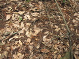 Hygrocybe flavifolia image