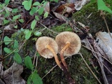 Pholiota granulosa image