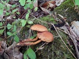 Pholiota granulosa image