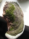 Perenniporia fraxinophila image