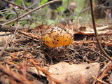 Hygrocybe flavifolia image