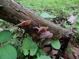 Auricularia angiospermarum image