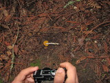 Hygrocybe flavifolia image