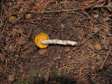 Hygrocybe flavifolia image