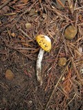 Hygrocybe flavifolia image