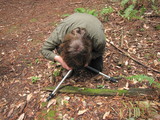Hygrocybe flavifolia image