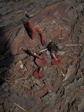Tubaria punicea image