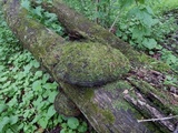 Phellinus robiniae image