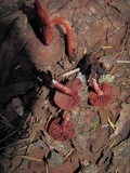 Tubaria punicea image