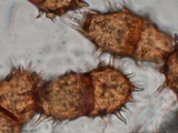 Allodus podophylli image
