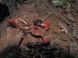 Tubaria punicea image