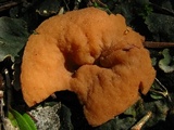 Discina ancilis image