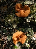 Discina ancilis image