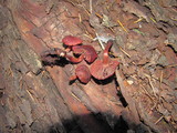 Tubaria punicea image
