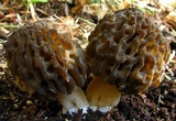 Morchella snyderi image
