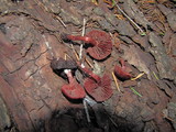 Tubaria punicea image