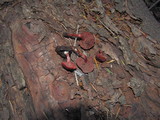 Tubaria punicea image