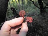 Tubaria punicea image
