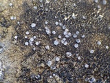 Caloplaca variabilis image