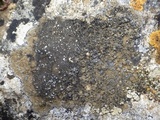 Caloplaca variabilis image