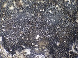 Caloplaca variabilis image