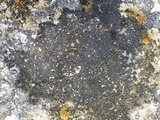 Caloplaca variabilis image
