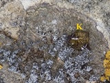 Caloplaca variabilis image