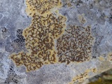 Caloplaca ochracea image