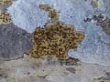 Caloplaca ochracea image