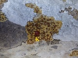 Caloplaca ochracea image