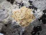 Caloplaca ochracea image
