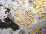Caloplaca ochracea image
