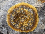 Caloplaca aurantia image