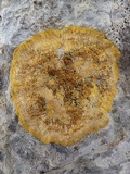 Caloplaca aurantia image