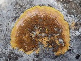 Caloplaca aurantia image