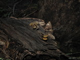 Simocybe centunculus var. centunculus image