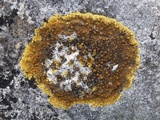 Caloplaca aurantia image