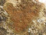 Caloplaca flavovirescens image