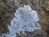 Solenopsora candicans image