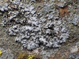 Phaeophyscia hirsuta image