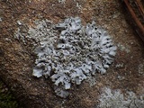Phaeophyscia hirsuta image