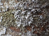 Phaeophyscia hirsuta image