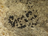 Arthonia calcarea image
