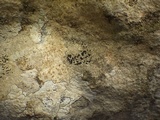 Arthonia calcarea image