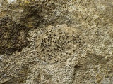Arthonia calcarea image