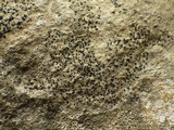 Arthonia calcarea image