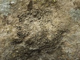 Arthonia calcarea image