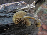 Simocybe centunculus var. centunculus image