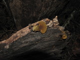 Simocybe centunculus var. centunculus image