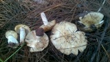 Russula aeruginea image